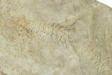 Cruziana (Fossil Trilobite Trackway) - Indiana #325682-2